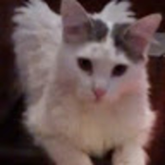 Meet your Posher, Marie-claude - Picture 1 of 1